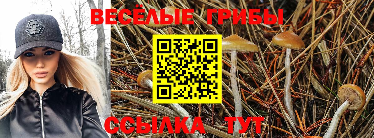 Псилоцибиновые грибы Psilocybine cubensis  Псилоцибиновые грибы Psilocybe  Моршанск 